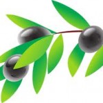 Olives, olive oil, liver, gallbladder, cleanse