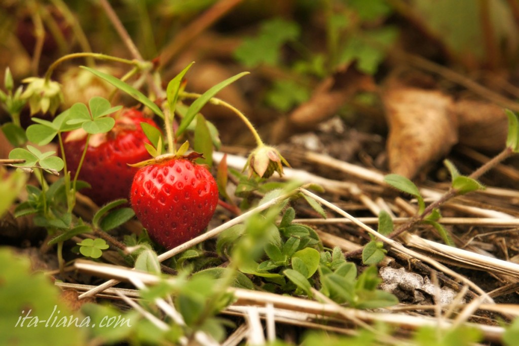 strawberry, strawberries, recipies, health, 