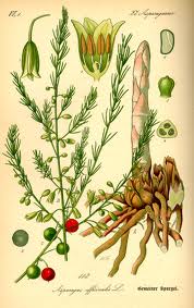 asparagus officinalis